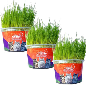 Grama Para Gato Mister– Auxilia na Digestão e Bola de Pelo / Fácil de Plantar