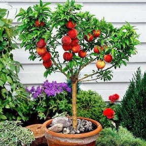 Sementes de Maçã para Plantio em Vasos