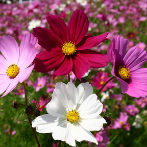 Sementes de Cosmea Sensação Sortida – Flores Ornamentais para Jardim