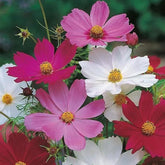 Sementes de cosmea sensacao sortida flores ornamentais para jardim