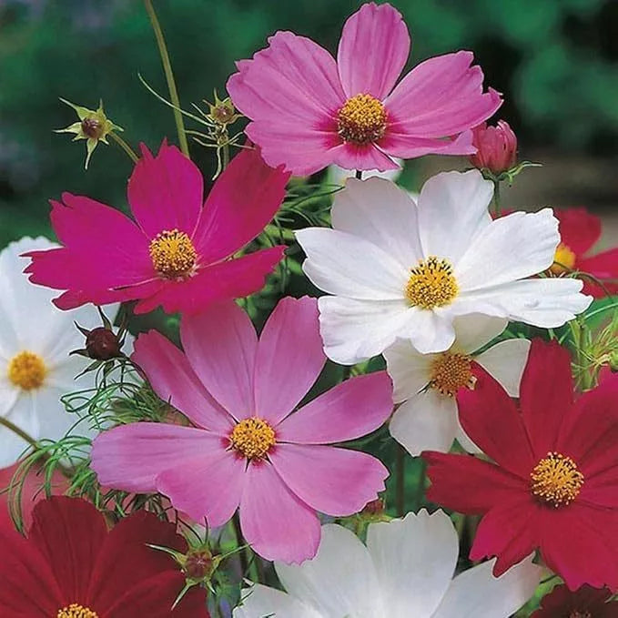 Sementes de cosmea sensacao sortida flores ornamentais para jardim