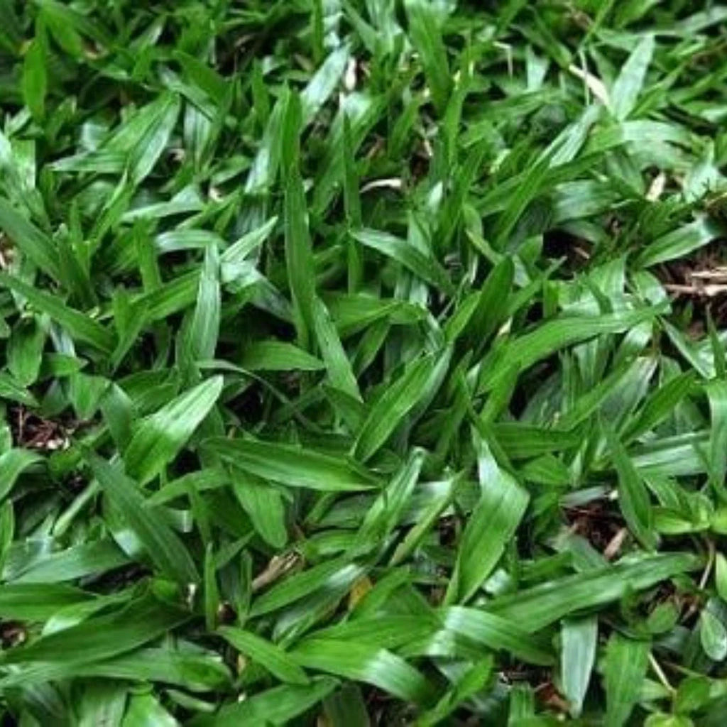 Sementes de Grama São Carlos Plus – Ideal para Meia-Sombra