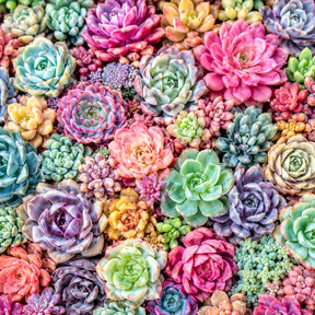 Sementes de Suculentas Raras (300 unid.) – Ideal para Jardins, Vasos e Decoração Natural