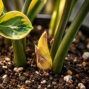 Planta da Fortuna Zamioculca Amartela - 100 Sementes + Manual de Cultivo