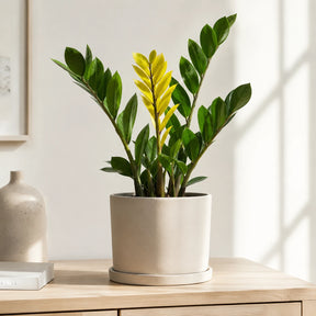 Planta da Fortuna Zamioculca Amartela - 100 Sementes + Manual de Cultivo