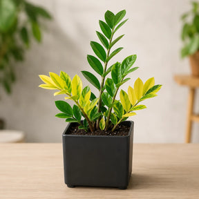 Planta da Fortuna Zamioculca Amartela - 100 Sementes + Manual de Cultivo